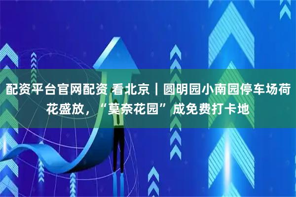 配资平台官网配资 看北京｜圆明园小南园停车场荷花盛放，“莫奈花园” 成免费打卡地